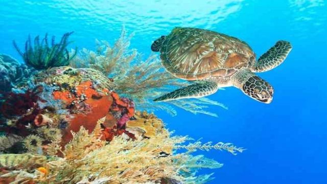 Crazy Abodabbab Escape Day Marsa Alam