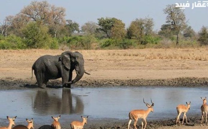 Crazy African Park Adventure in Egypt