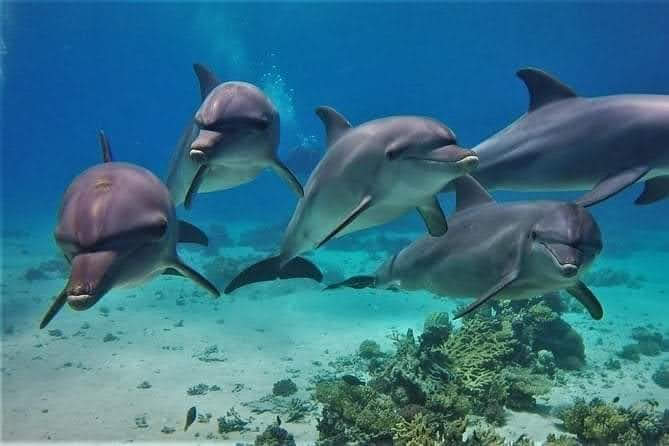 Crazy Dolphin Adventure